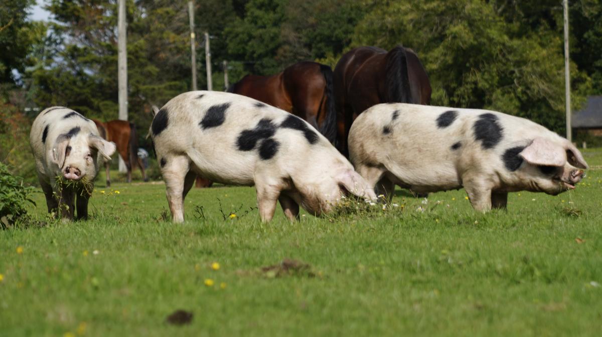 pannage pigs in the New Forest