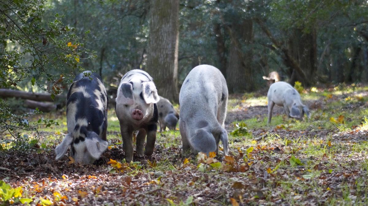 Pannage Pigs - Rachael 2023