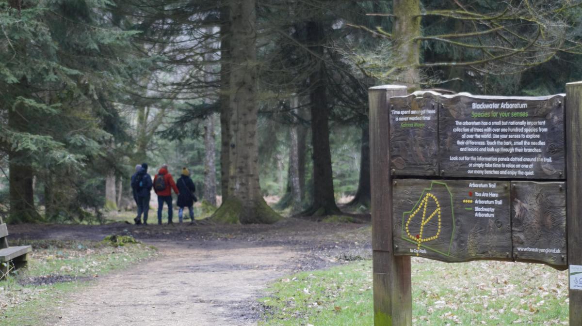 Blackwater Arboretum trail in the New Forest
