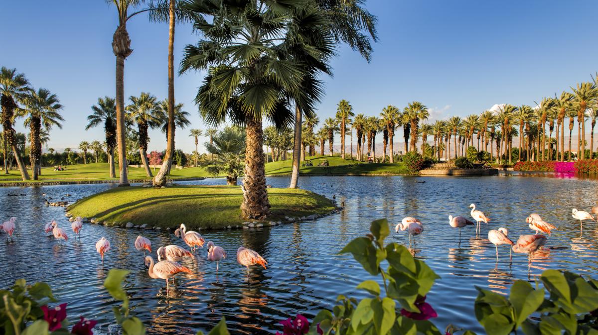 Chilean flamingos wade in the water at Flamingo Island at JW Marriott Desert Springs Resort.