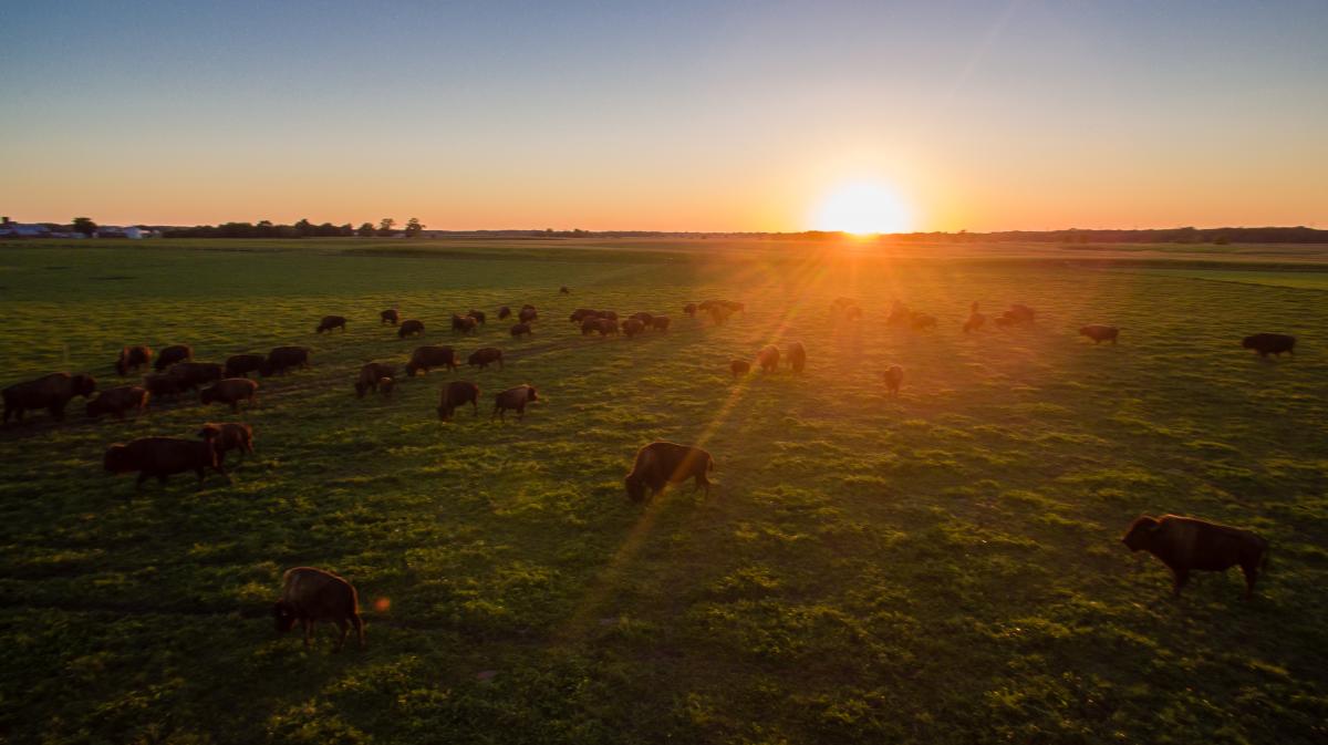 Bisons roam in a green field during sunset at Broken Wagon Bison Farm