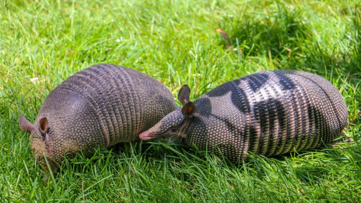 RWP Zoo Armadillo