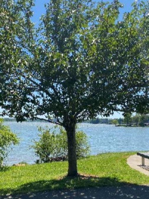Tree And Bench By The Water In Carl Cowan Park In Knoxville, TN