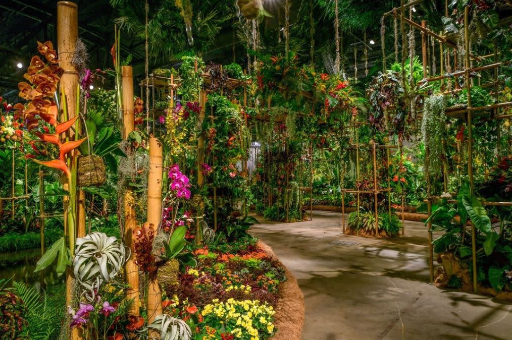 flowers and plants on shelves at flower show