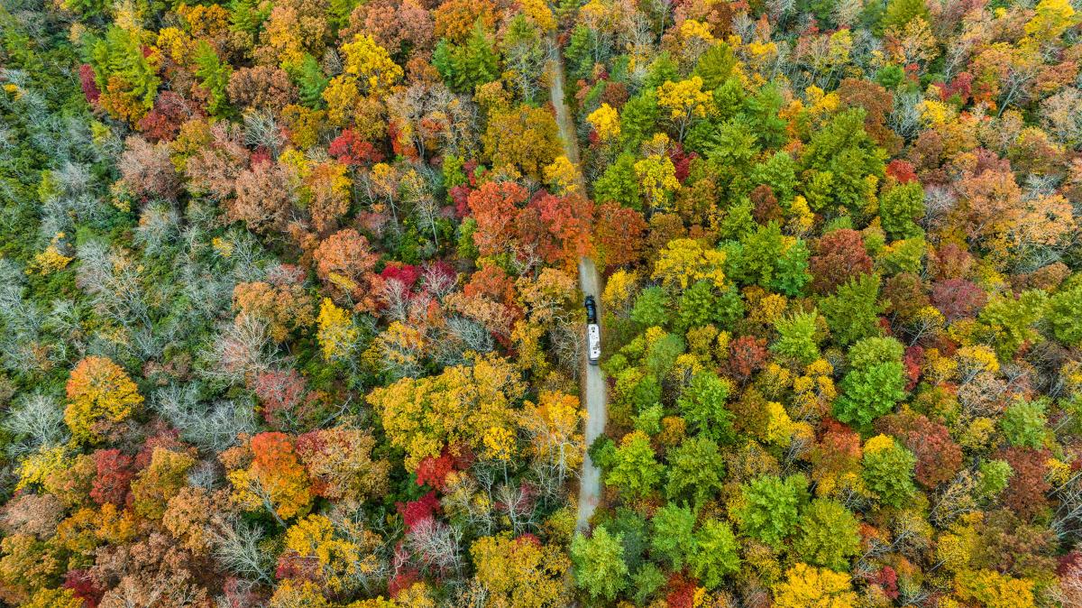 Fall Leaves Asheville Aerial