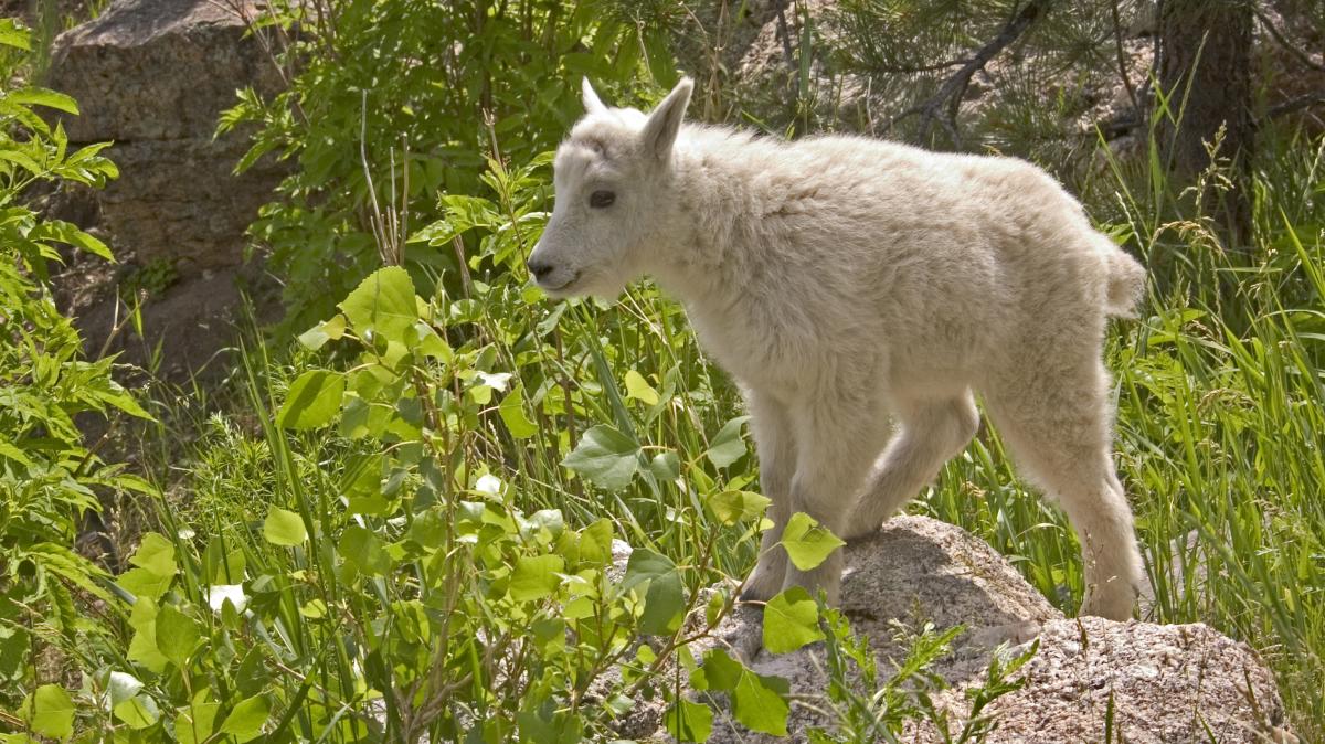 Mountain Goat Kid