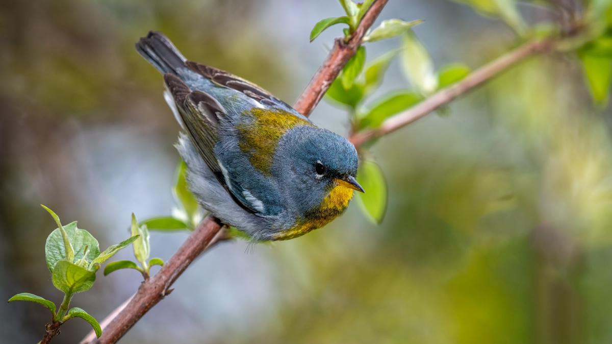 Northern Parula (Stock)
