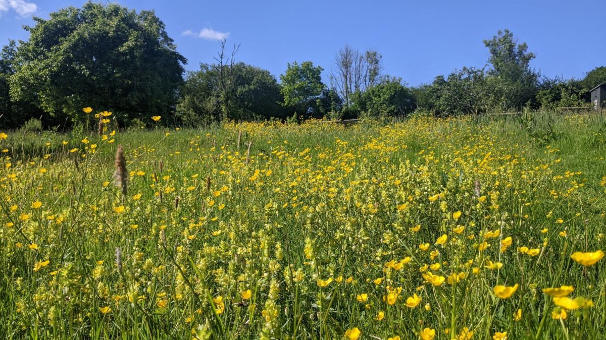 Kingcombe Meadows
