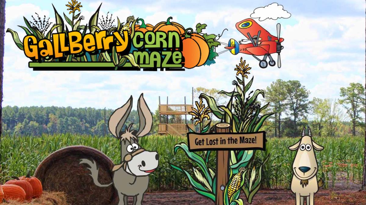 Gallbery Corn Maze