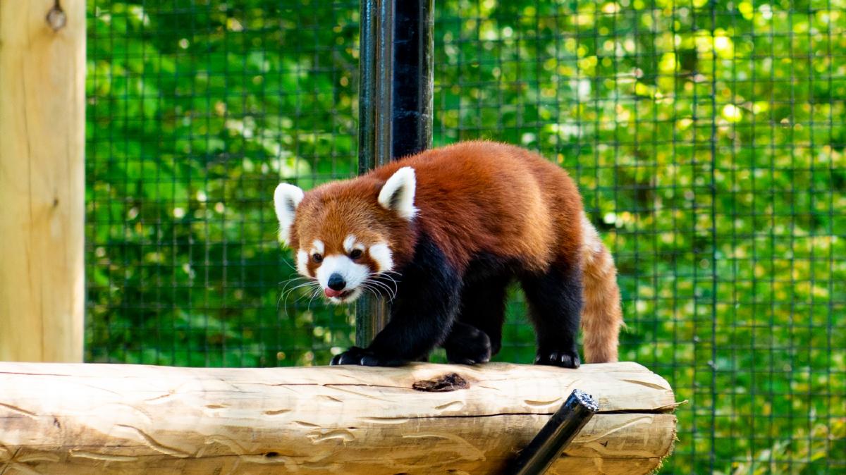 Red Panda at the Fort Wayne Zoo