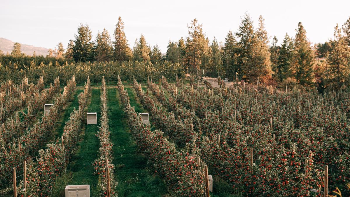 Fall Brand Shoot - Apple Orchard