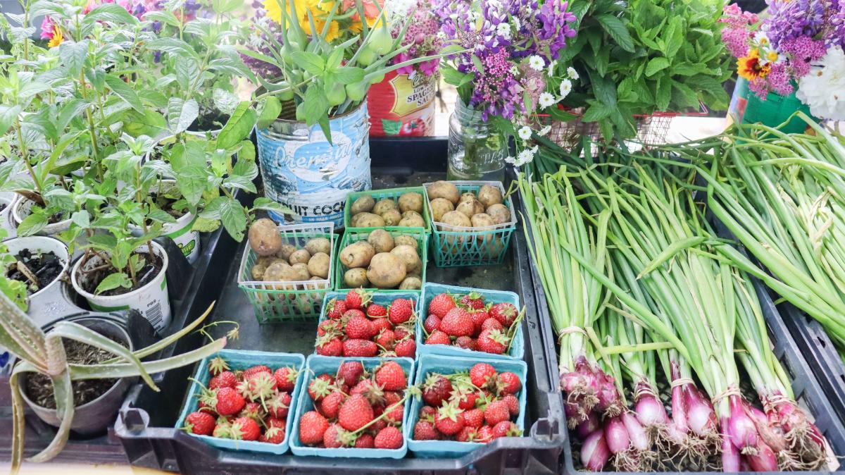 Plant-Based Dining on Martha’s Vineyard: A Guide for Vegan and Vegetarian Visitors