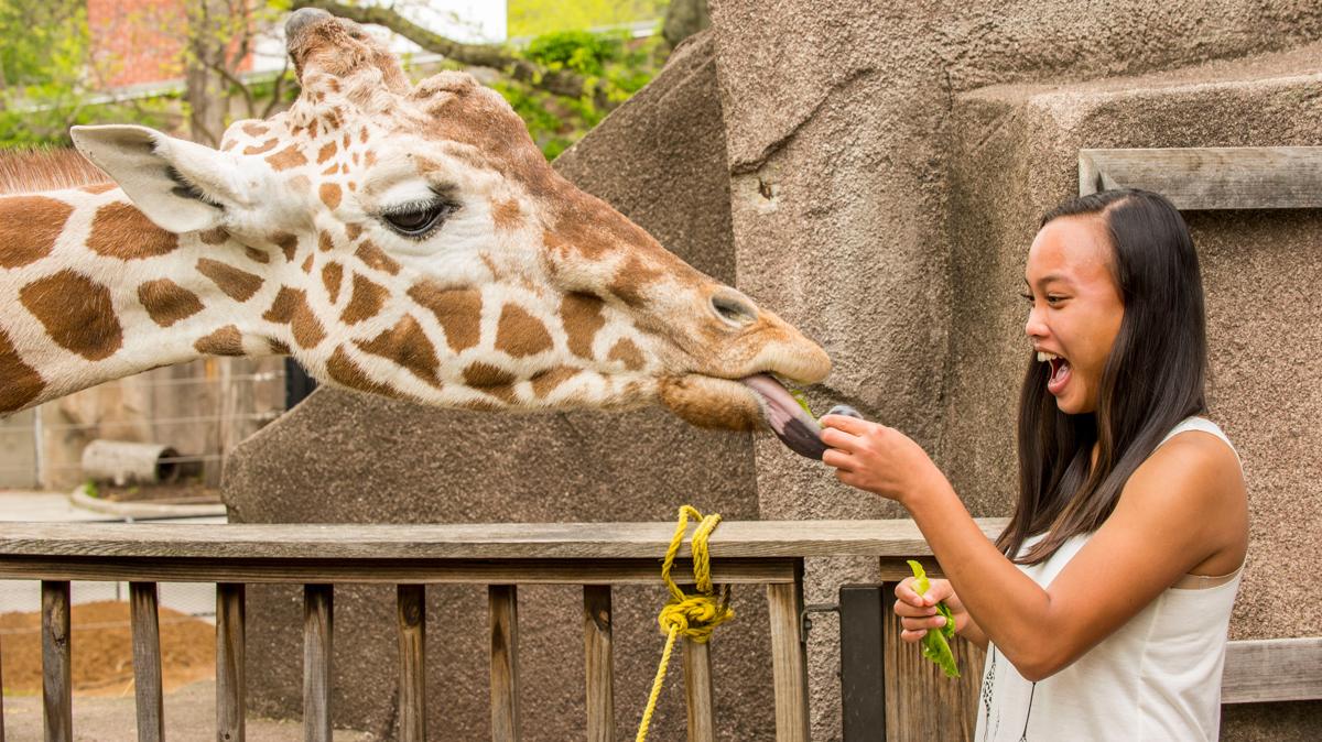 Milwaukee County Zoo - Giraffe