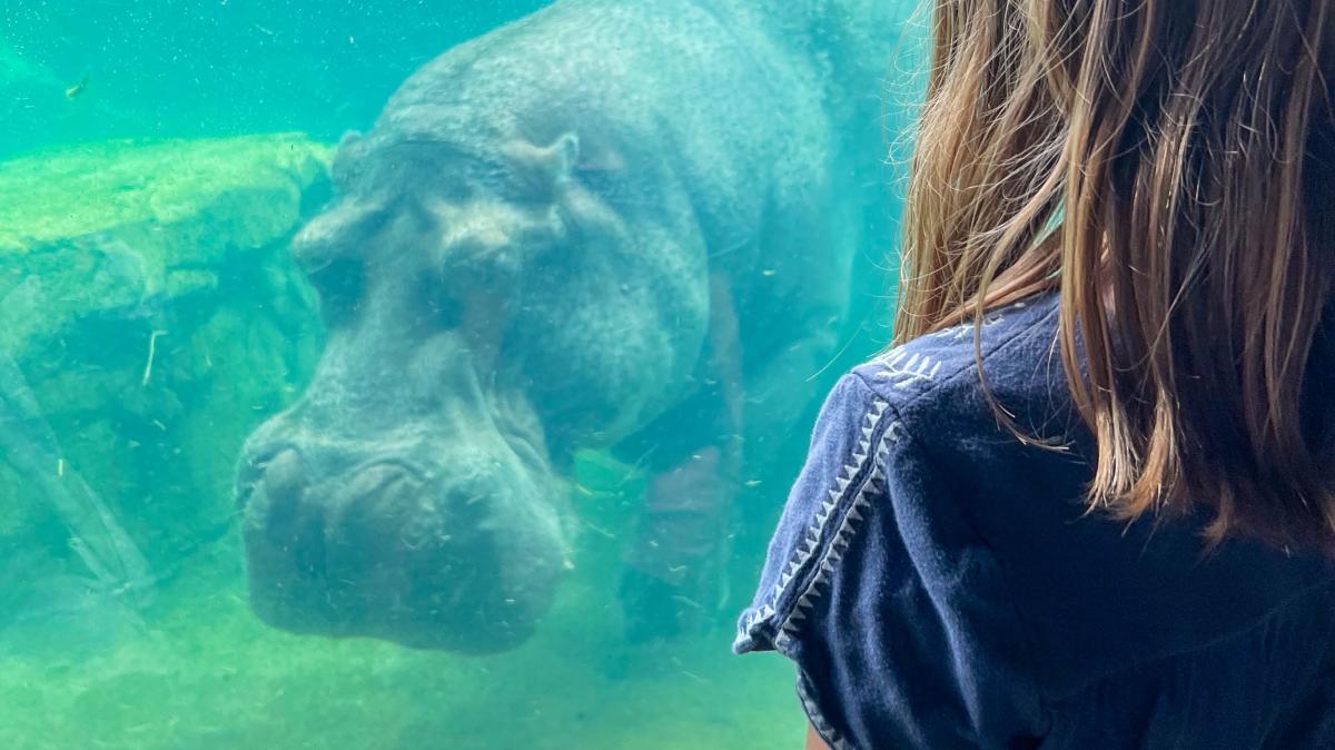 Child watching a large hippopotamus swim underwater through a glass viewing area at a zoo exhibit.