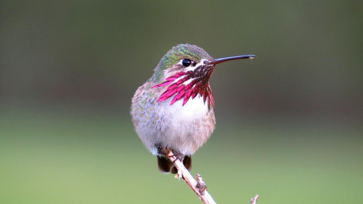 Calliope Hummingbird