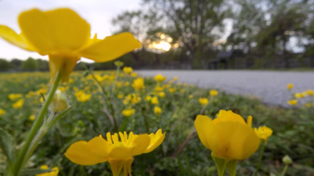 Riverview Farm Park buttercups