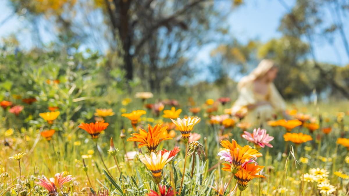 Discover wildflowers near Beverley, Avon Valley