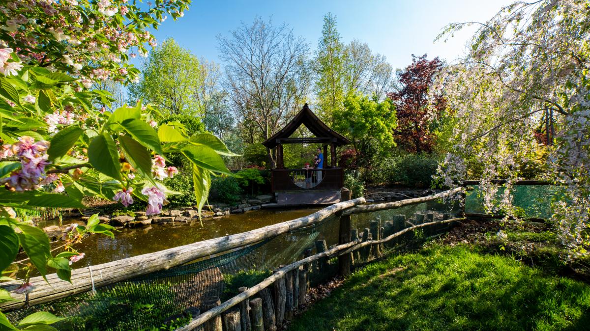 A Japanese garden with flowers, trees, and a small gazebo overlooking a pond.