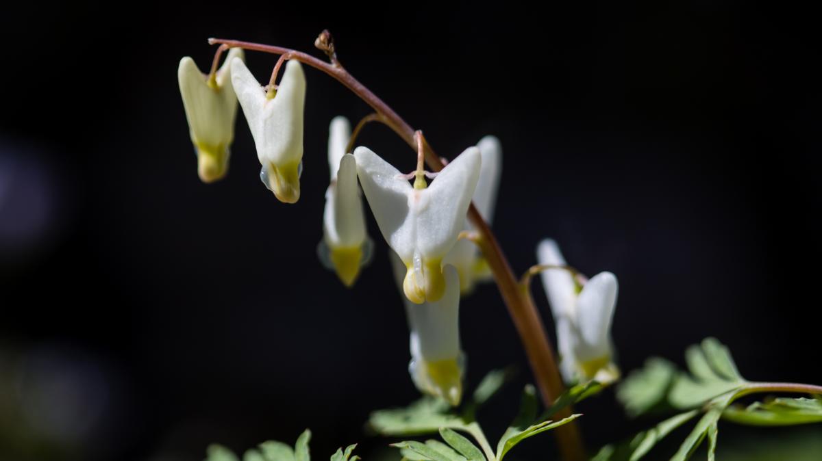 A close-up of delicate white and yellow Dutchman’s breeches flowers hanging from a slender reddish-brown stem. Their unique shape resembles tiny upside-down pantaloons, set against a dark, blurred background with hints of green foliage.