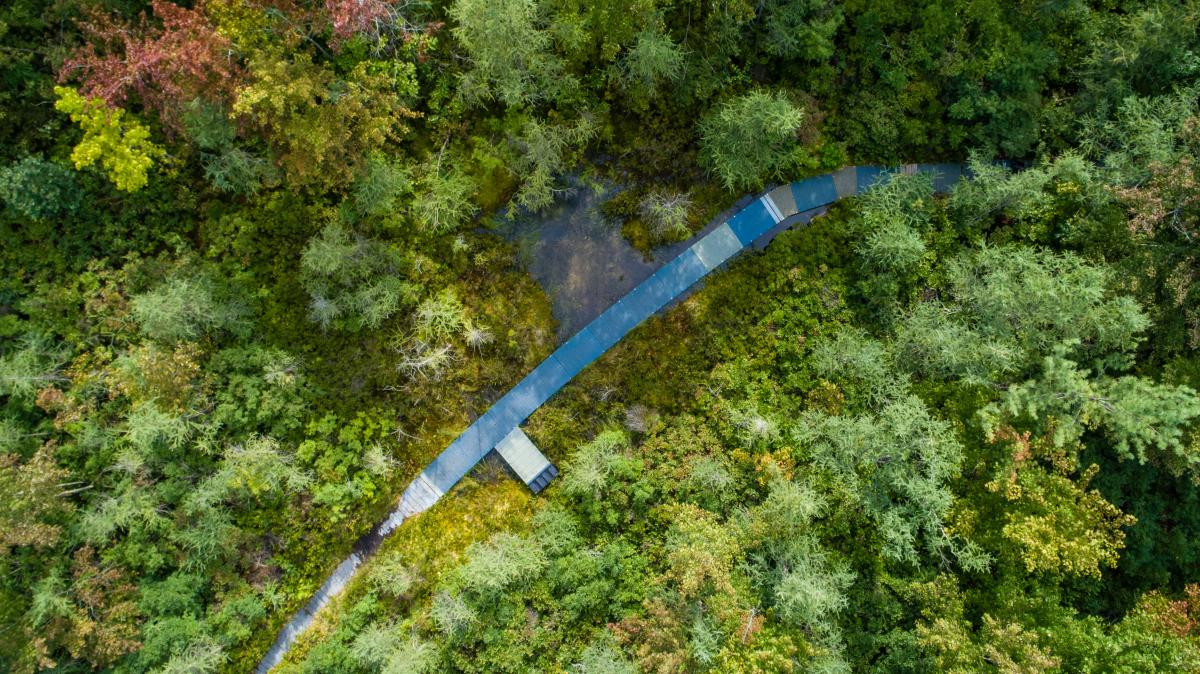 An aerial view of a winding boardwalk over a wetland with trees.