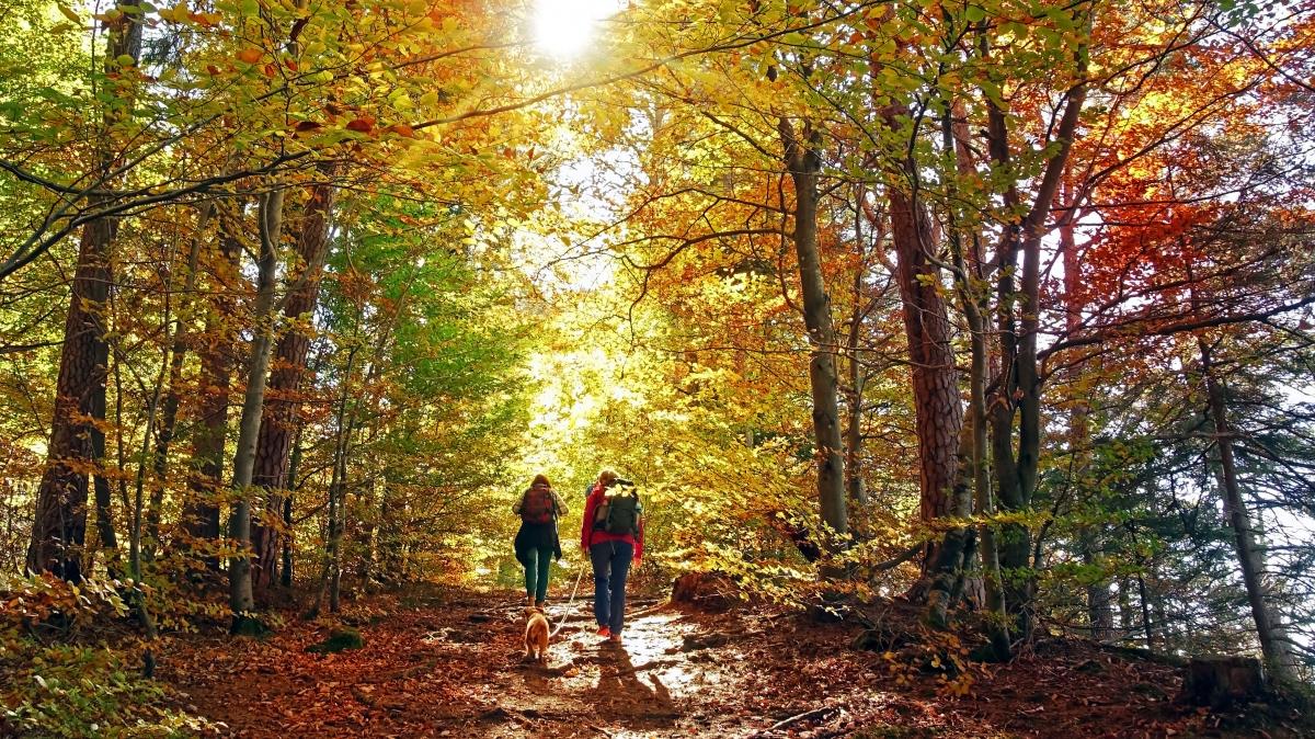 couple hiking on a trail in the forest with a small dog during Autumn