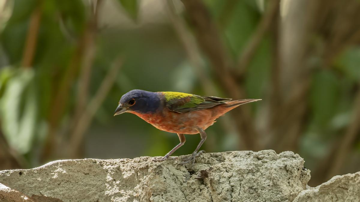 Painted Bunting bird