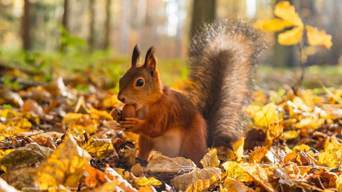 A squirrel with a nut in autumn in the New Forest