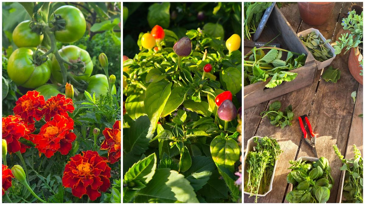 Exploring the flavours of the World Food Garden at RHS Wisley Dining Club
