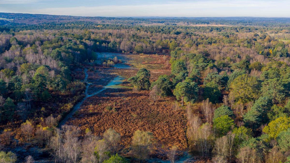 Rodborough Common in Surrey