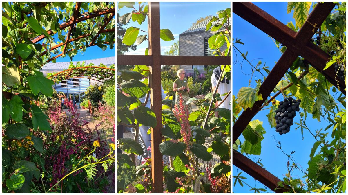 The World Food Garden at RHS Wisley is packed full of flavours and sensations