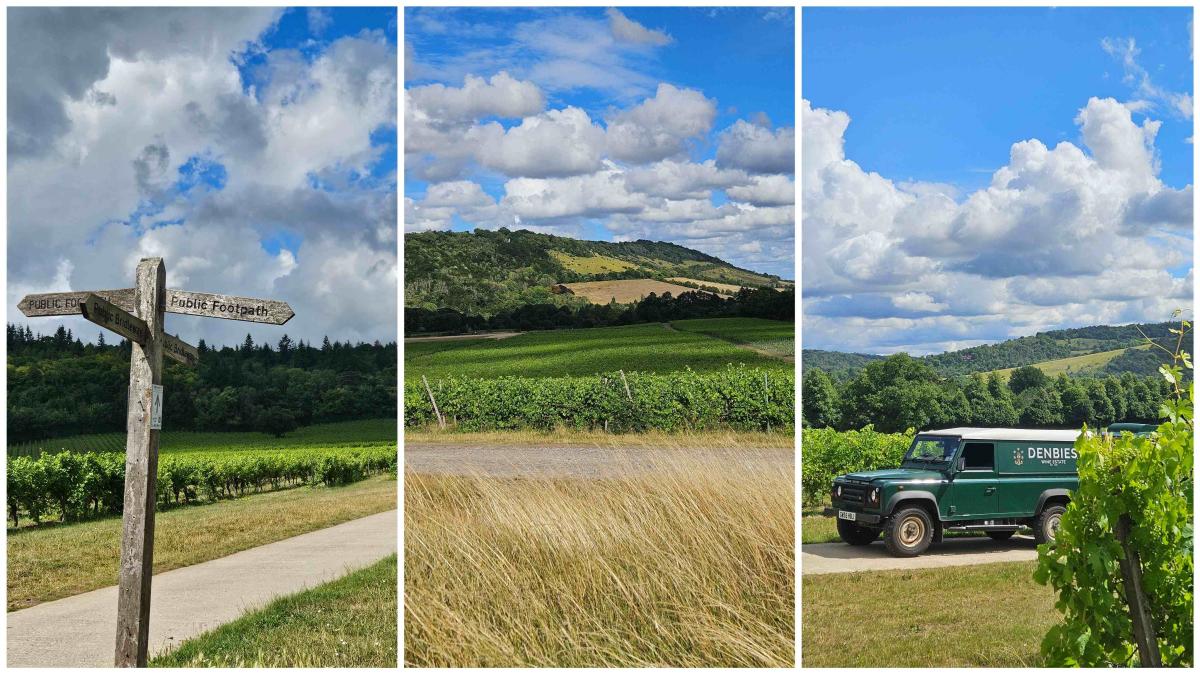Vineyard views around Denbies Wine Estate