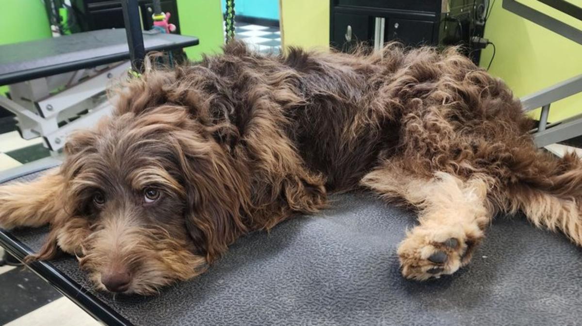 Furr-Ever Friends Dog Grooming