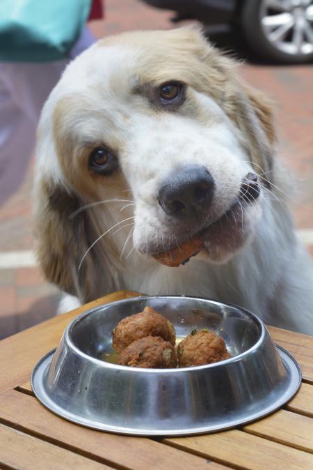 A dog tilts his head to the side and eats a meatball