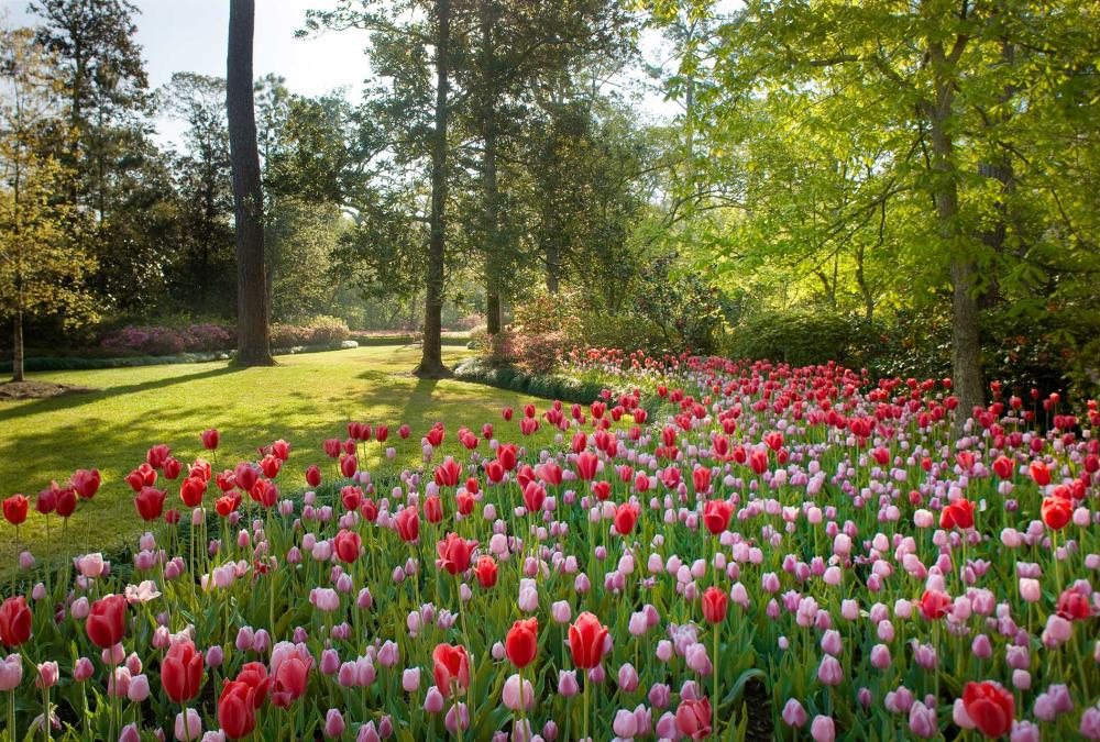 Bayou Bend tulips