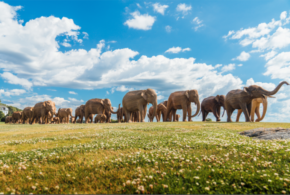 The Great Elephant Migration