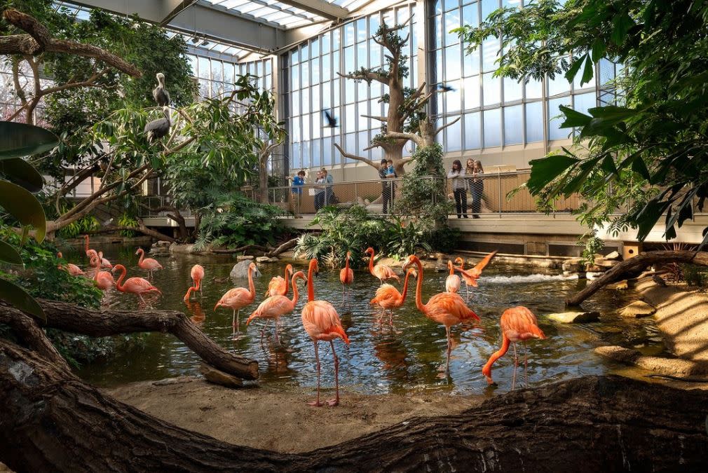 Flamingos inside Aviary