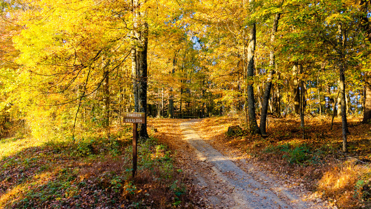 A pathway through the woods with trees in bright yellow fall foliage and a trail sign that reads - Zumbrun Overlook.