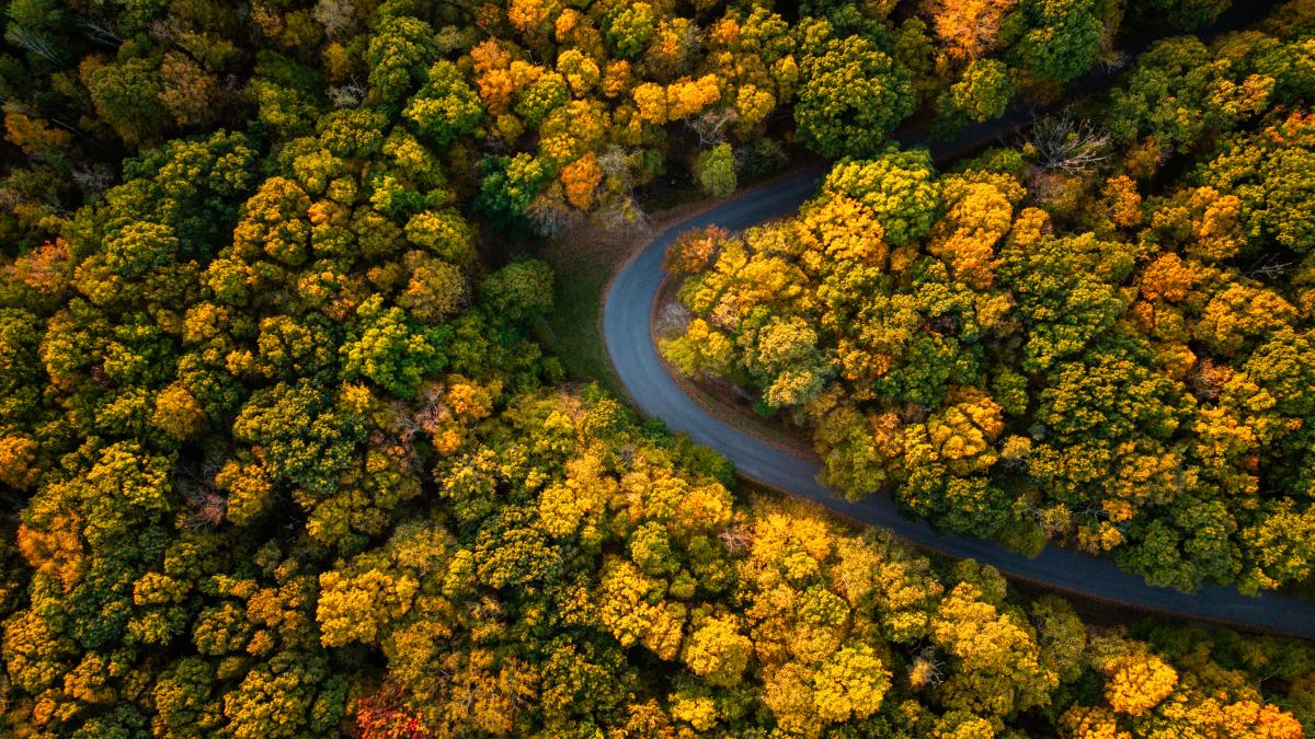 An aerial view of a country road weaving in and out of forest that is changing colors of yellow and gold for Fall.