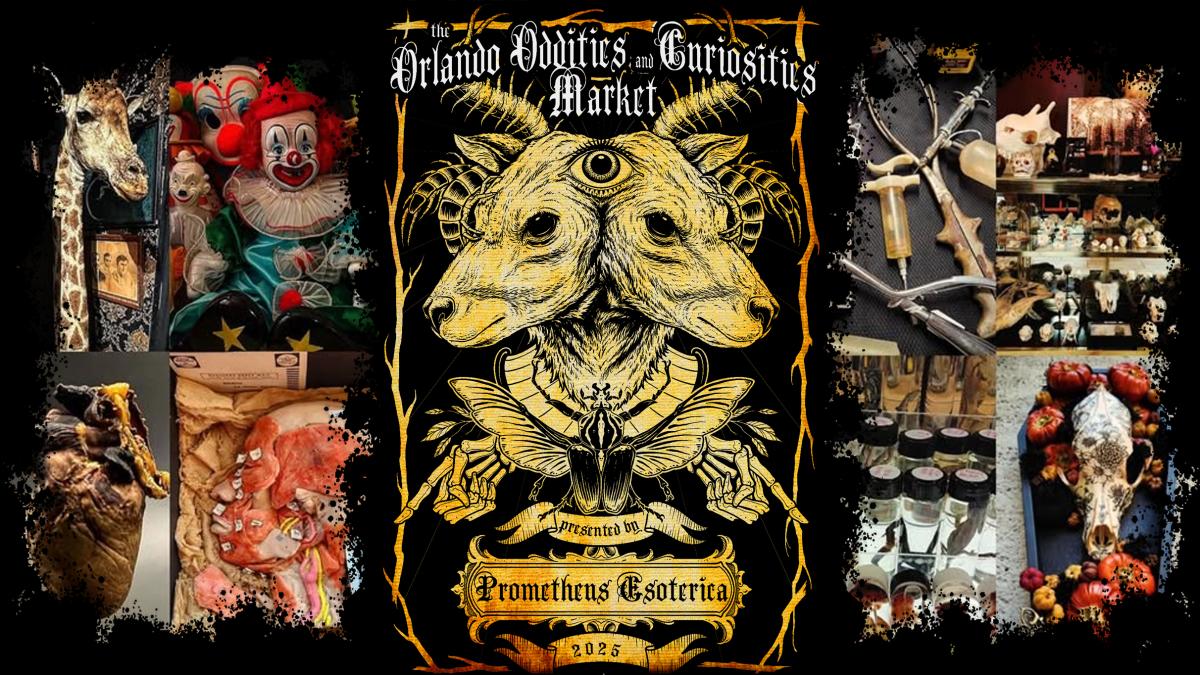 Orlando Oddities and Curiosities Market