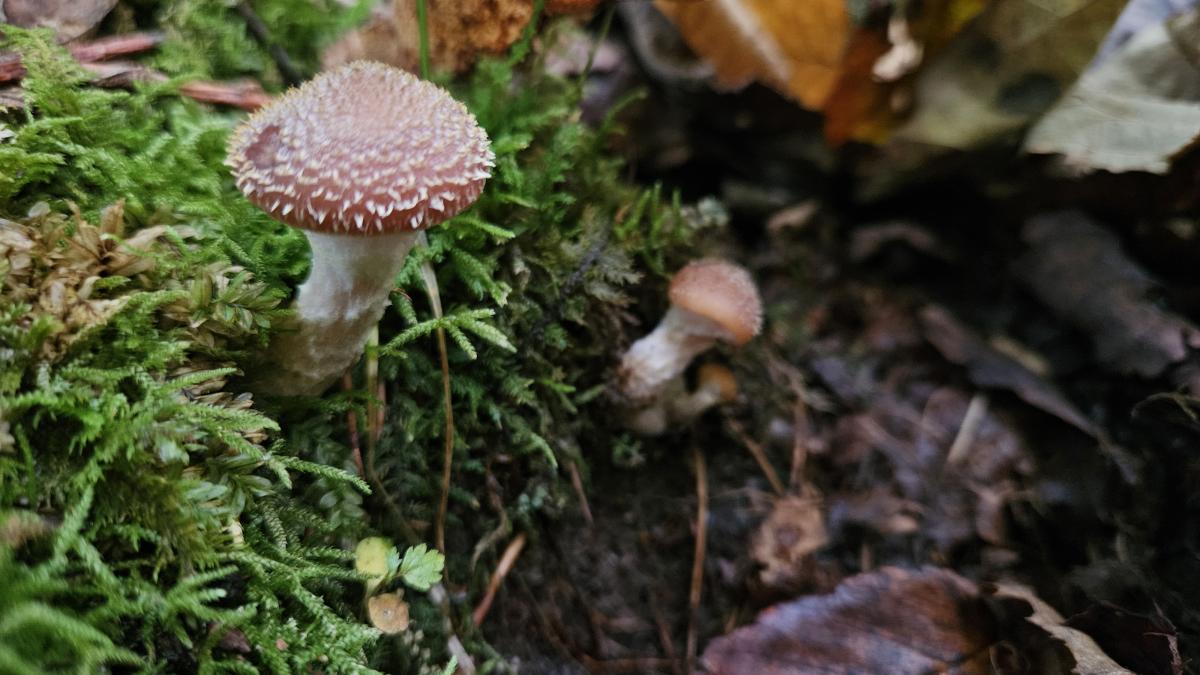 Honey Mushrooms