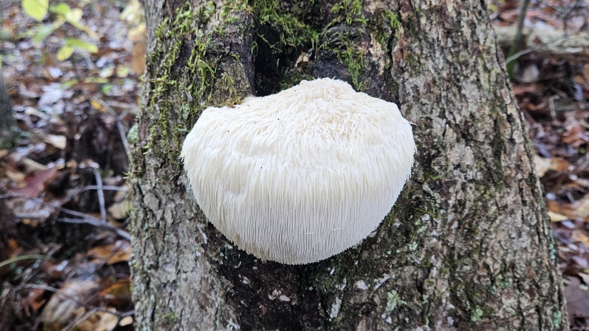 Lions mushroom