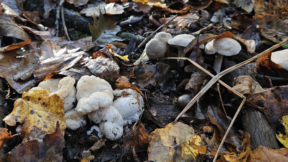 Shrimp mushrooms next to one of their hosts
