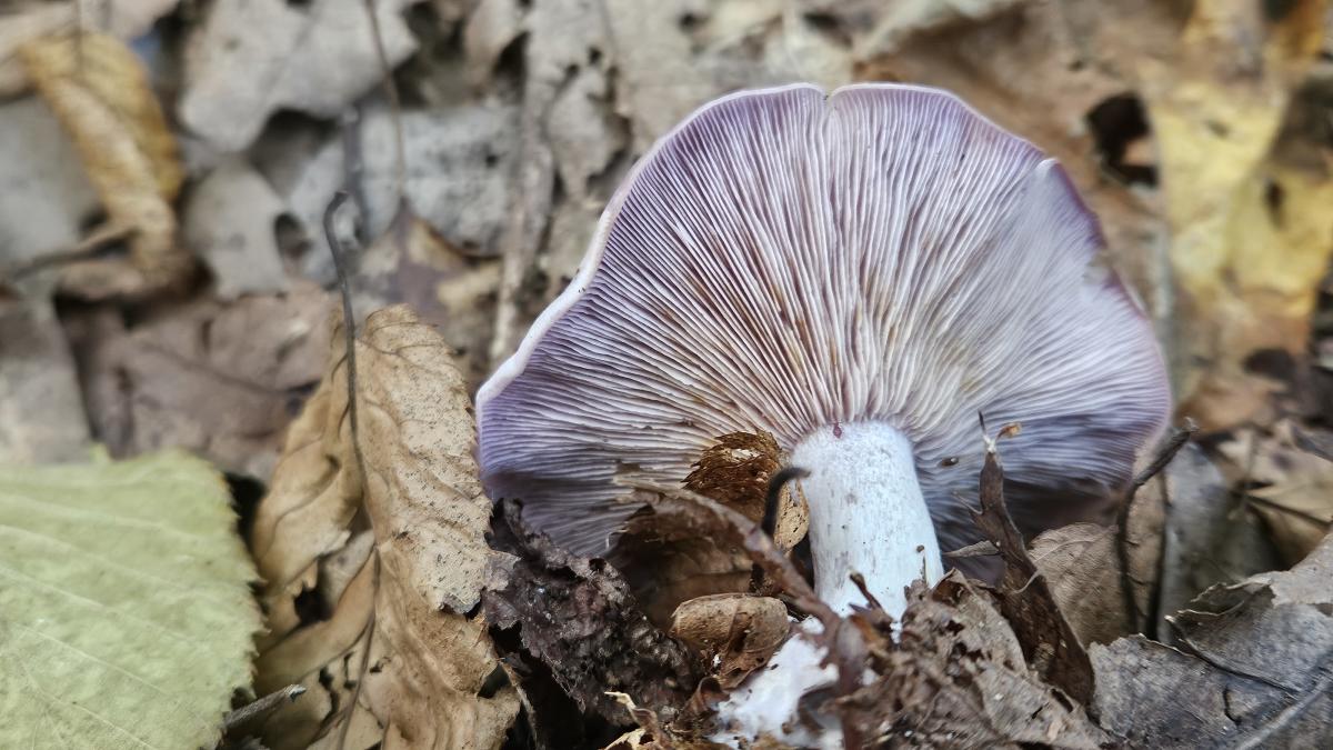 Wood Blewit mushroom