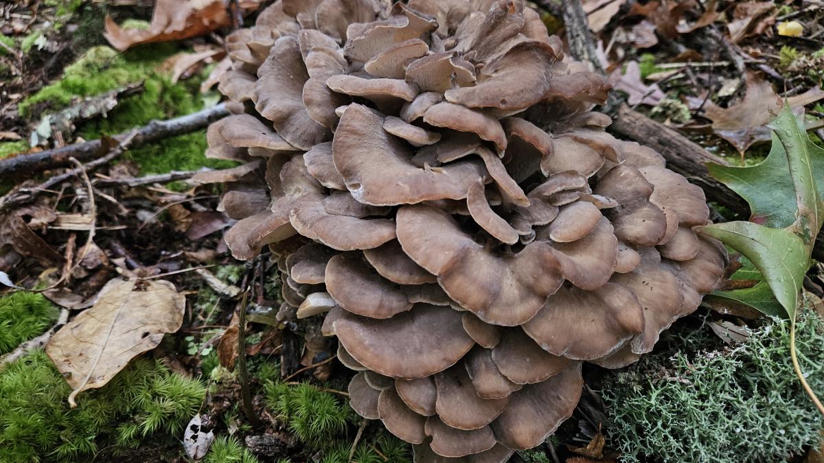 Maitake mature mushroom