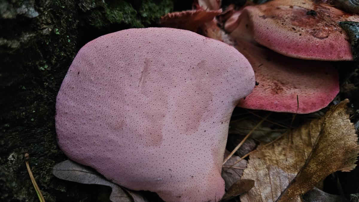 Beefsteak mushroom