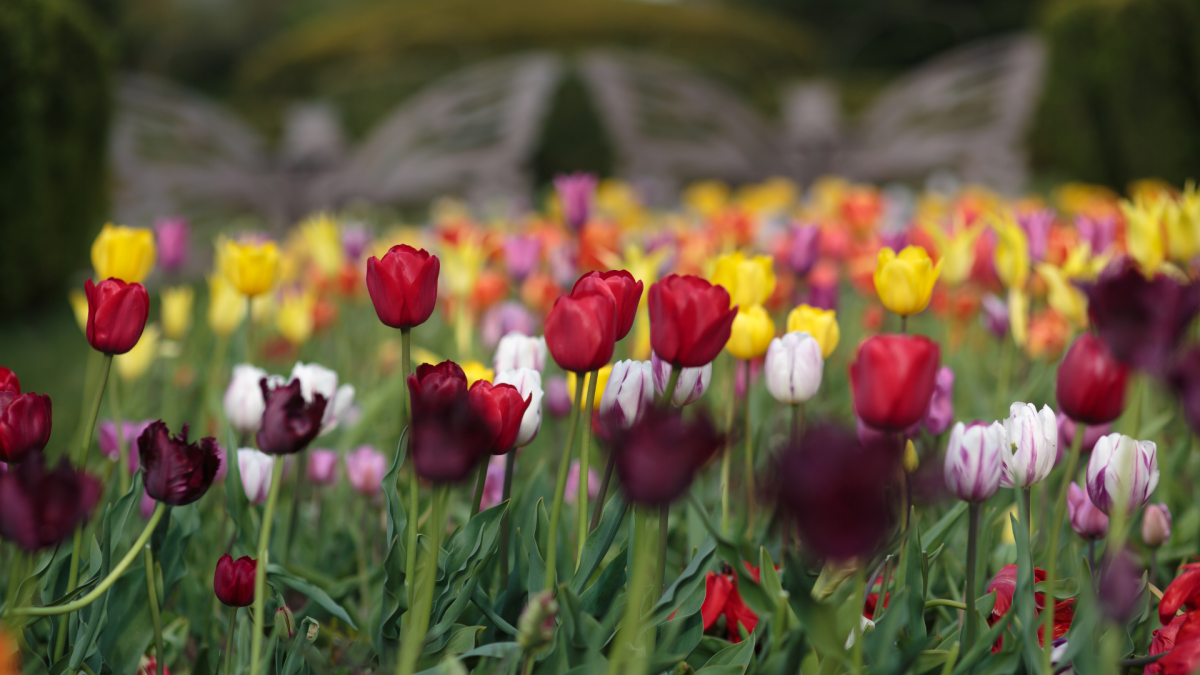 Mother's Day in Bellevue_ Botanical Garden