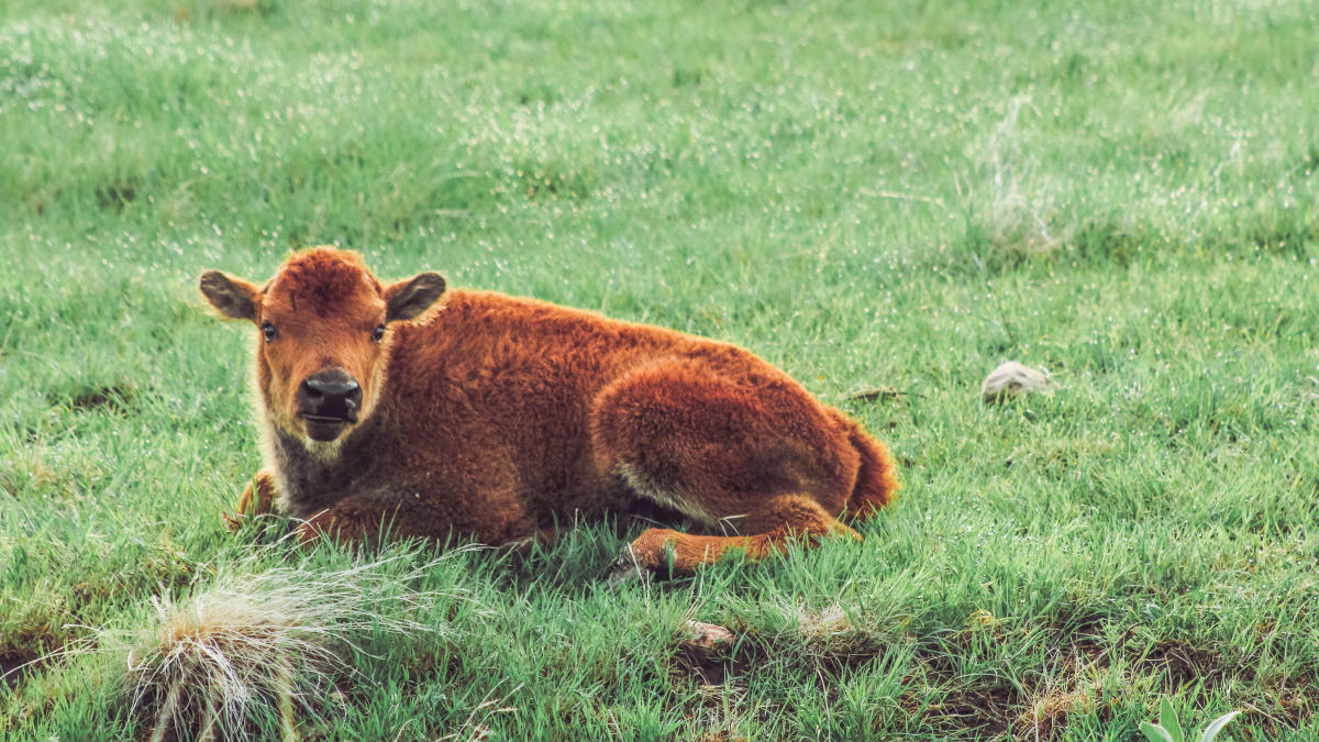 Calf