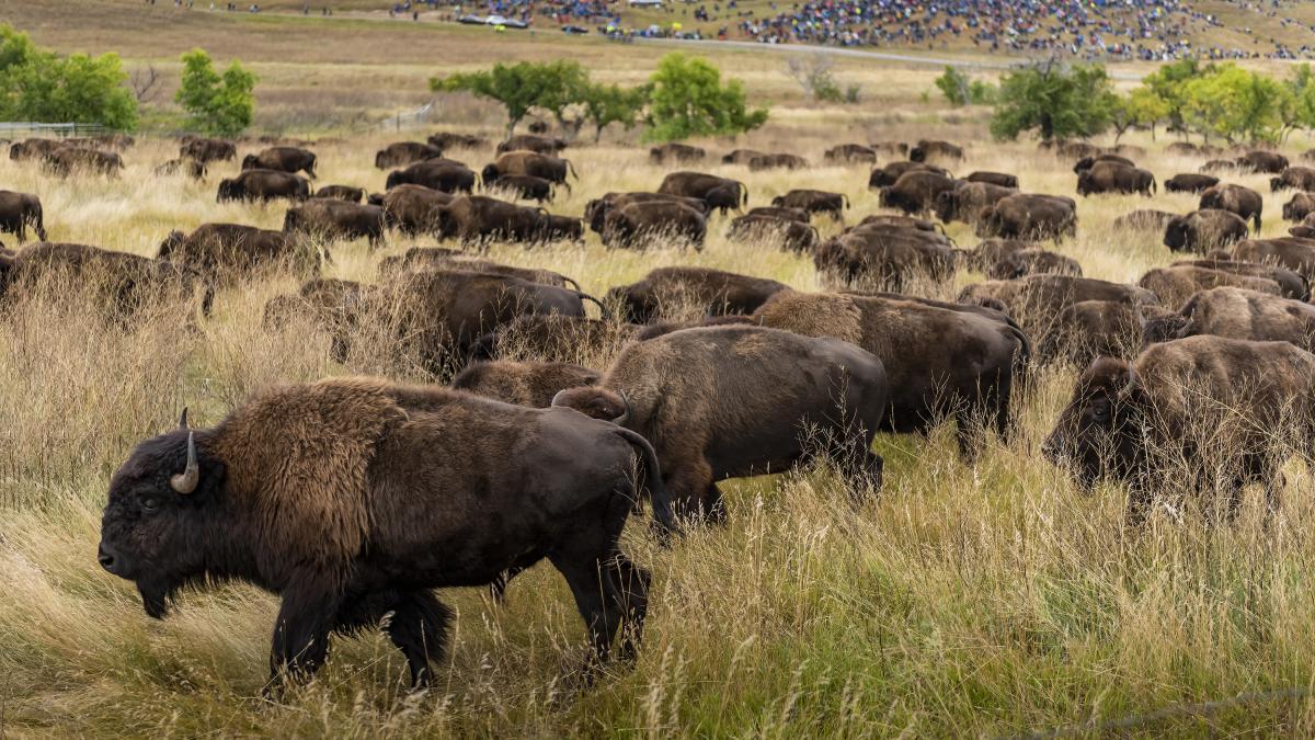 Custer State Park Buffalo Roundup