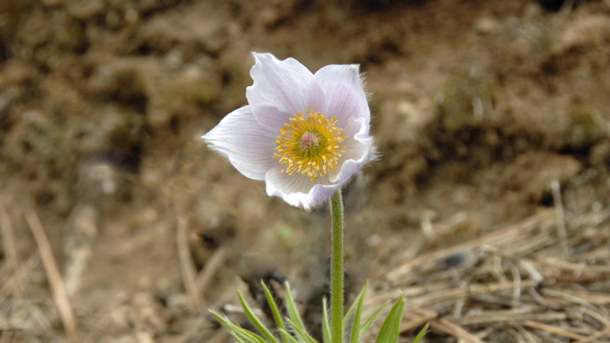 Pasque Flower
