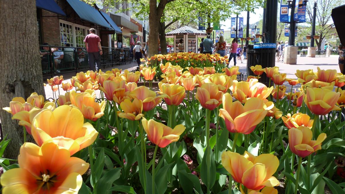 Peach Tulips on Pearl Street